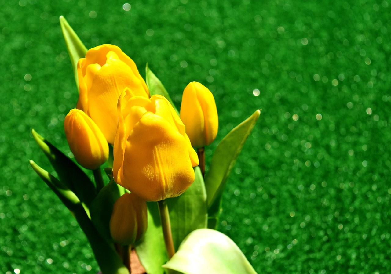 Tulpės, Geltona, Gėlės, Pavasario Gėlė, Pavasaris, Skintos Gėlės, Geltonos Gėlės, Uždaryti, Augalas, Netikrą