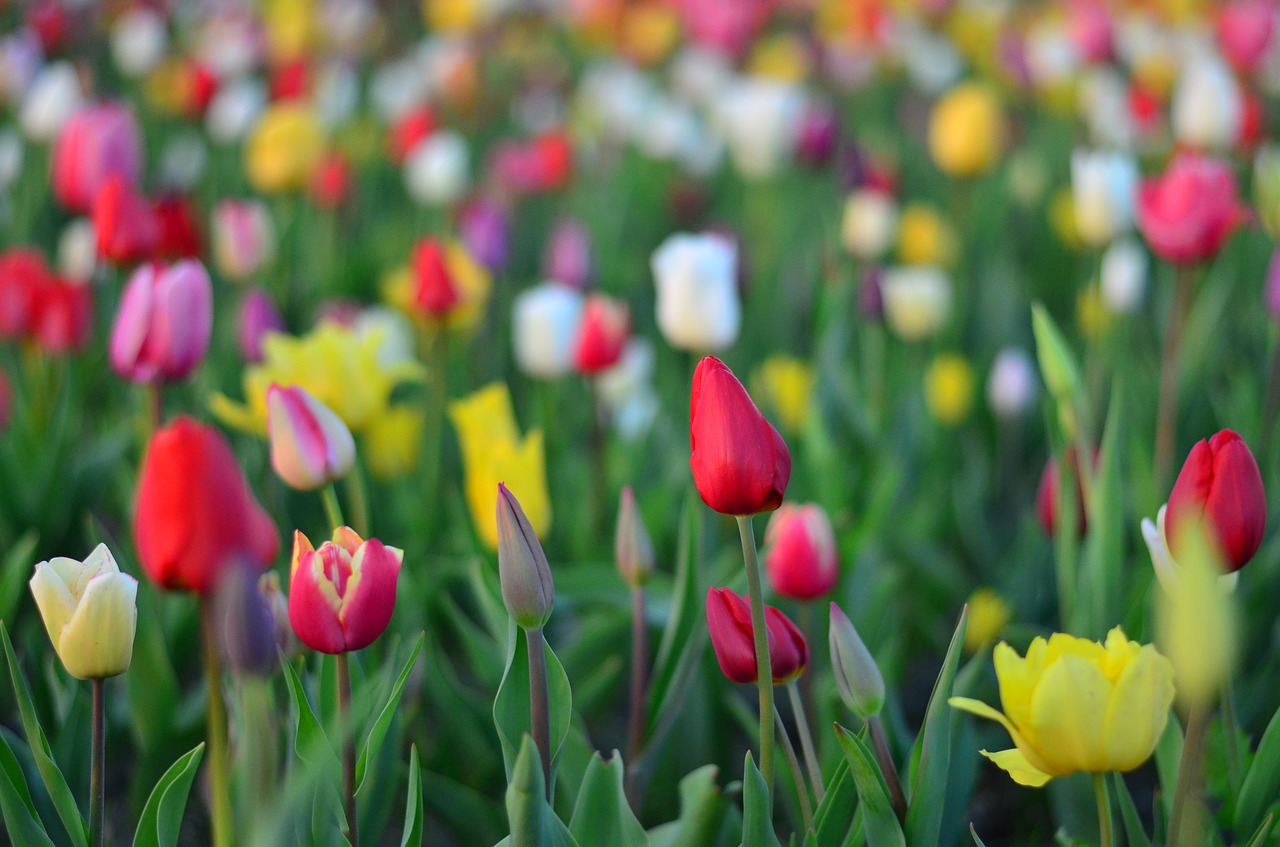 Tulpės, Raudona, Parkas, Ryški Spalva, Turkija, Pavasaris, Augalas, Gėlė, Gražus, Gėlės