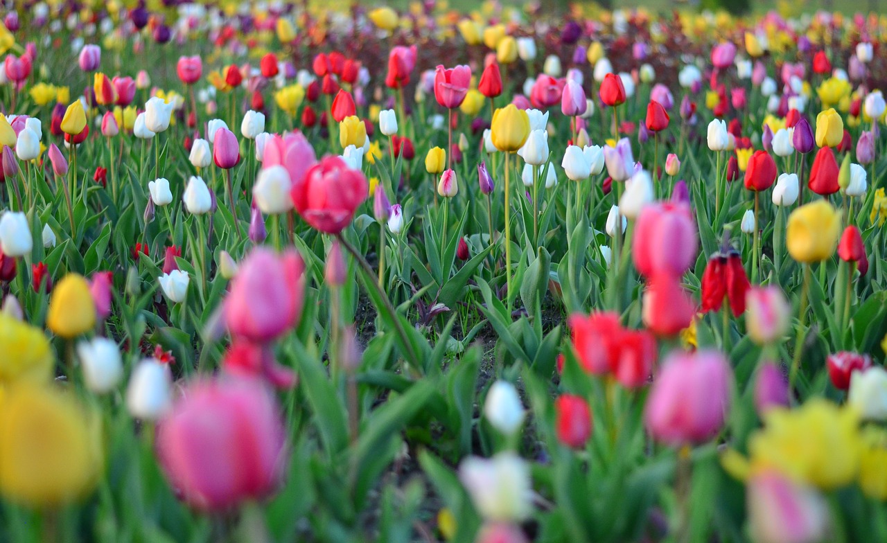 Tulpės, Raudona, Ryški Spalva, Gamta, Turkija, Pavasaris, Augalas, Gėlė, Gražus, Žalias