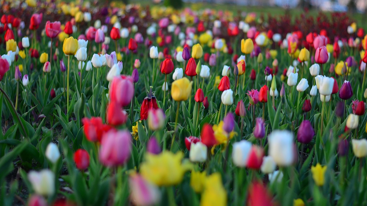 Tulpės, Raudona, Ryški Spalva, Gamta, Turkija, Pavasaris, Augalas, Gėlė, Gražus, Žalias