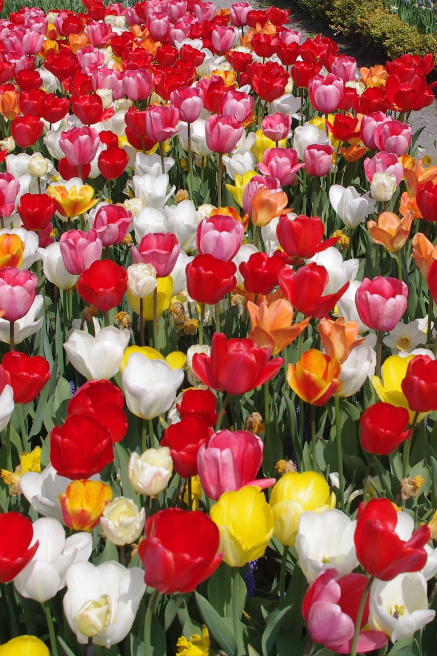 Tulpės, Spalvingos Gėlės, Tulpių Jūra, Pavasaris, Spalvinga, Nemokamos Nuotraukos,  Nemokama Licenzija
