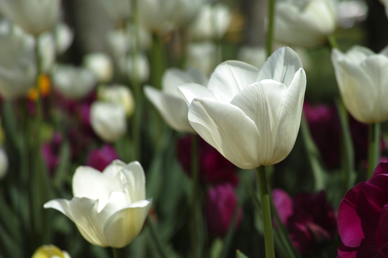 Tulpės, Gėlė, Tulpių Festivalis, Gėlės, Makro, Augalas, Gamta, Ryški Spalva, Pavasaris, Sodas