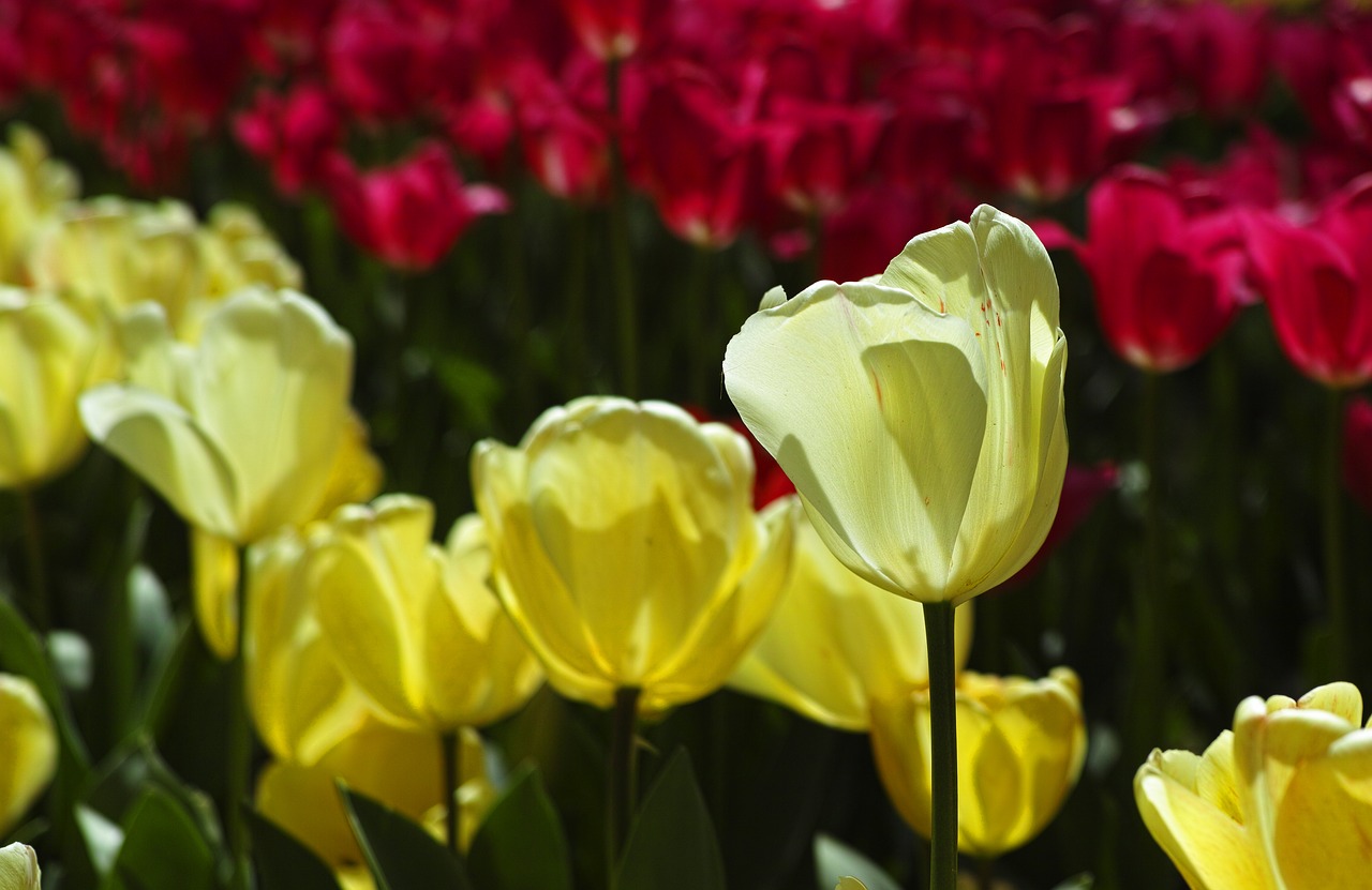 Tulpės, Gėlė, Tulpių Festivalis, Gėlės, Makro, Augalas, Gamta, Ryški Spalva, Pavasaris, Sodas