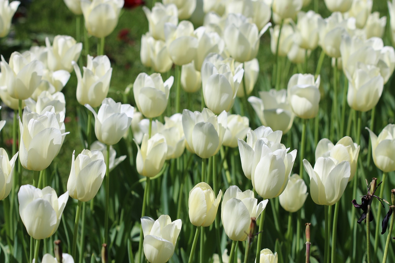 Tulpės, Balta, Rožinis, Geltona, Gėlė, Augalas, Gamta, Gėlės, Žalias, Fonas