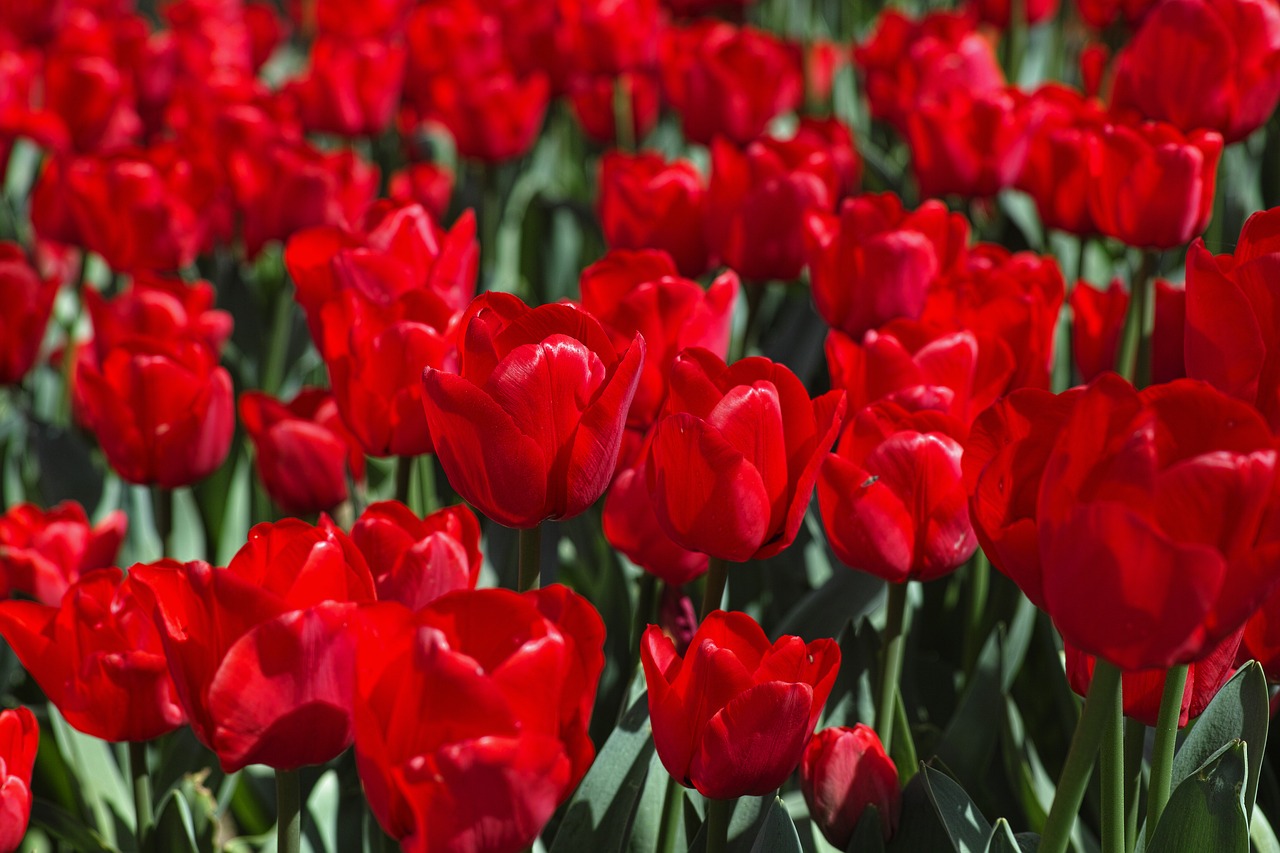 Tulpės, Gėlė, Tulpių Festivalis, Gėlės, Makro, Gamta, Ryški Spalva, Augalas, Pavasaris, Sodas