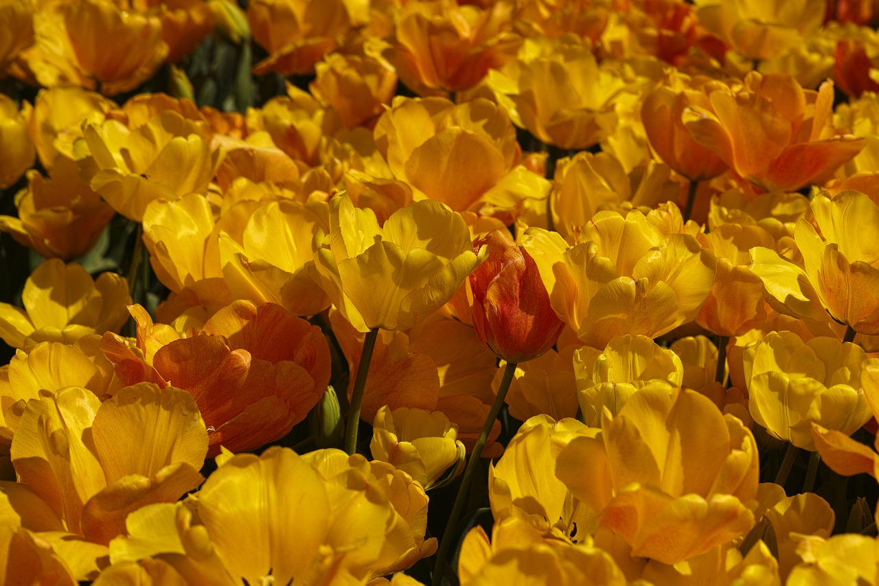 Tulpės, Gėlė, Tulpių Festivalis, Gėlės, Makro, Gamta, Ryški Spalva, Augalas, Pavasaris, Sodas