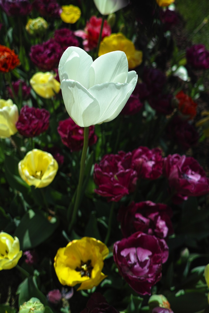 Tulpės, Gėlė, Tulpių Festivalis, Makro, Augalas, Gamta, Gėlės, Ryški Spalva, Pavasaris, Sodas