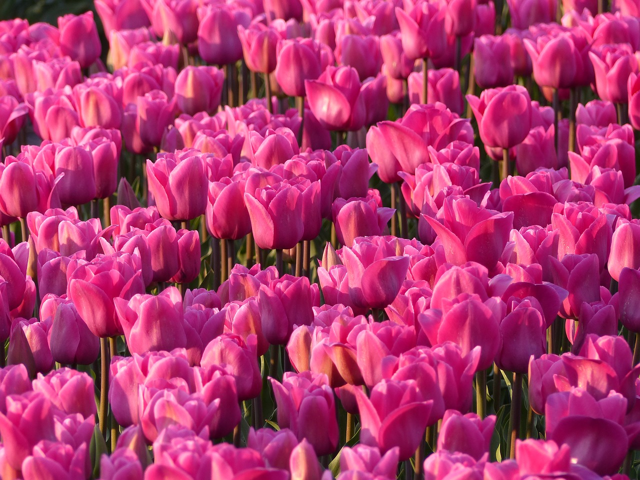 Tulpės, Svogūnėliai, Lemputė, Rožinis, Tulpių Laukai, Gėlė, Linksmas, Nyderlandų Lemputė, Tulpė, Nyderlandai