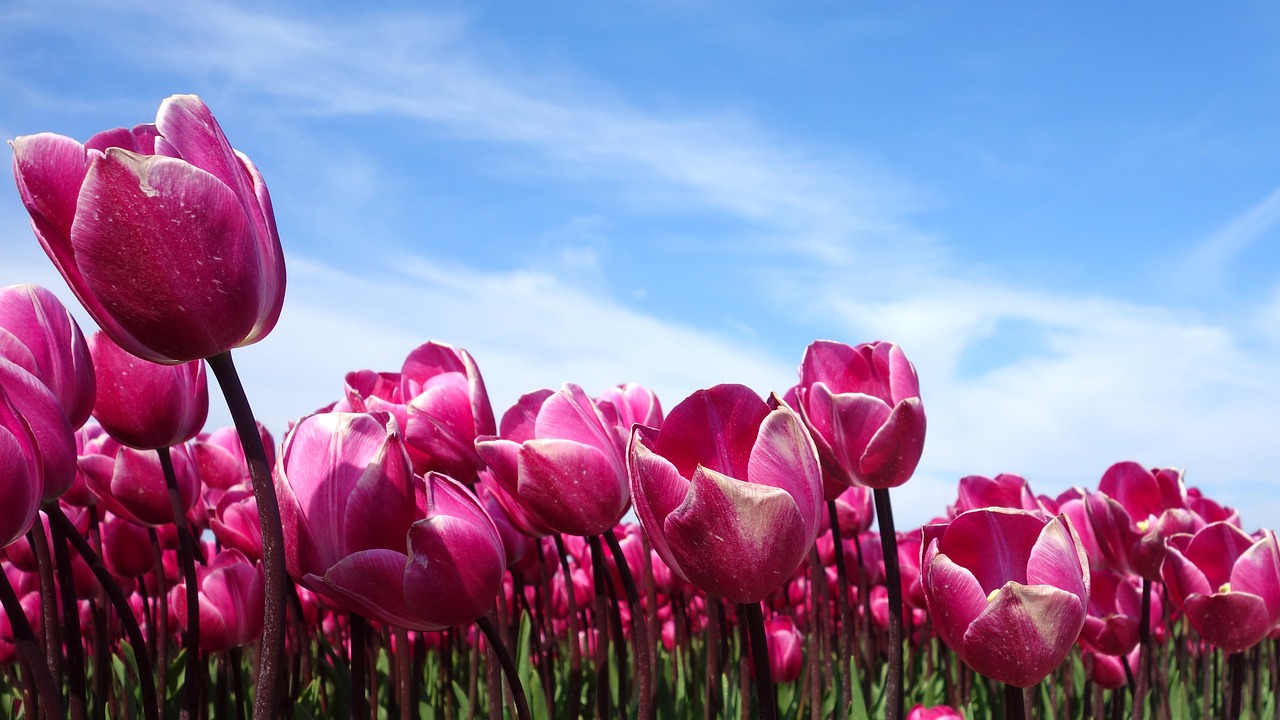 Tulpės, Holland, Pavasaris, Tulpė, Nyderlandai, Gamta, Gėlės, Augalas, Svogūnėliai, Lemputė