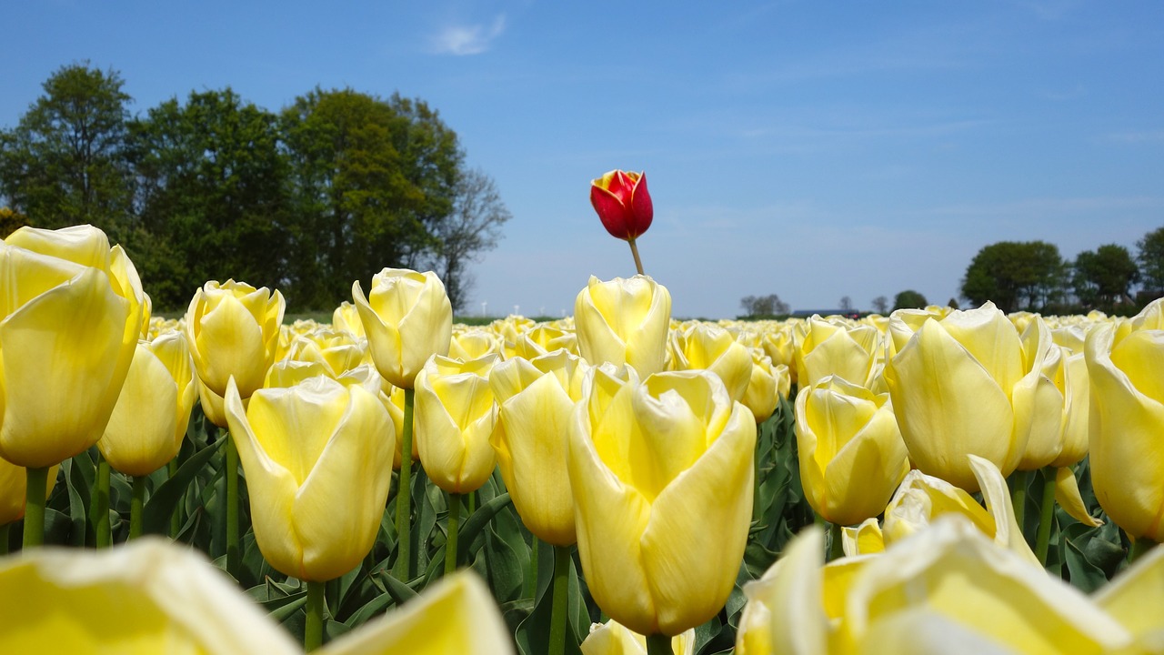 Tulpės, Svogūnėliai, Tulpė, Pavasaris, Lemputė, Holland, Tulpių Laukai, Gėlė, Nyderlandai, Augalas