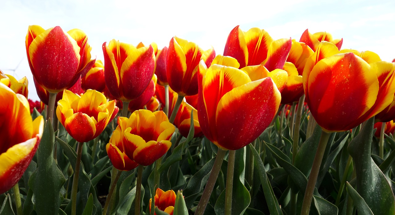 Tulpės, Svogūnėliai, Tulpė, Pavasaris, Lemputė, Holland, Tulpių Laukai, Gėlė, Nyderlandai, Augalas
