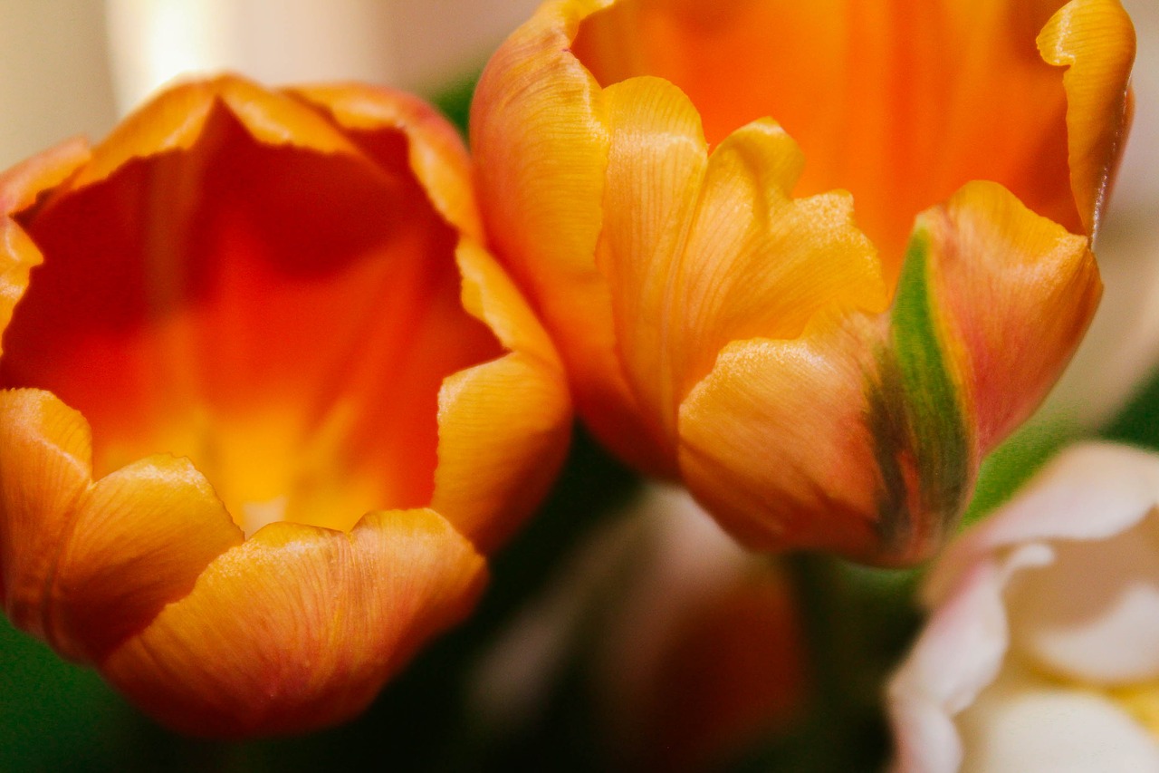 Tulpės, Oranžinė, Išdėstymas, Puokštė, Gėlės, Gamta, Aplinka, Natūralus, Spalvos, Švelnus
