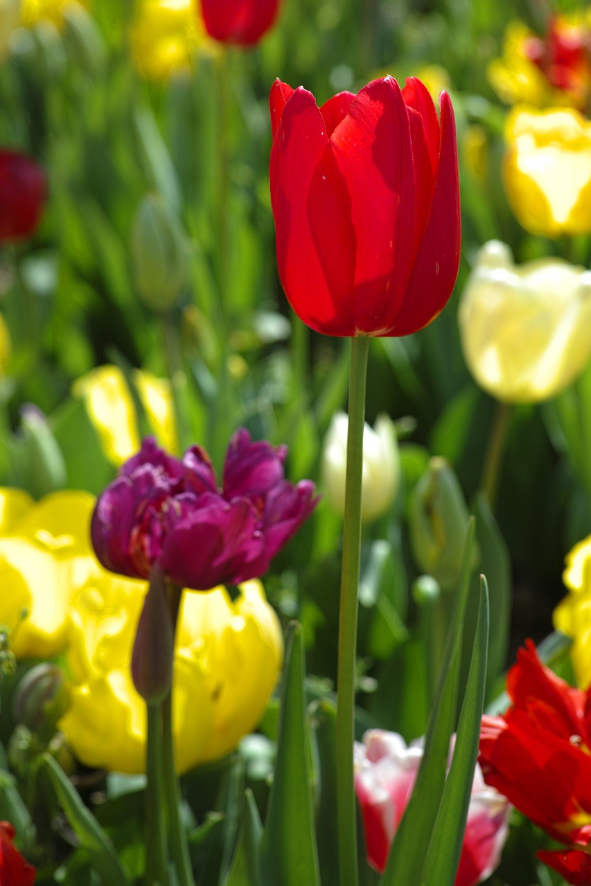Tulpės, Raudona, Geltona, Chan, Gėlių Paveikslėlis, Žiedai Su Tulpėmis, Raudonos Tulpės, Pavasaris, Terry, Sezonas