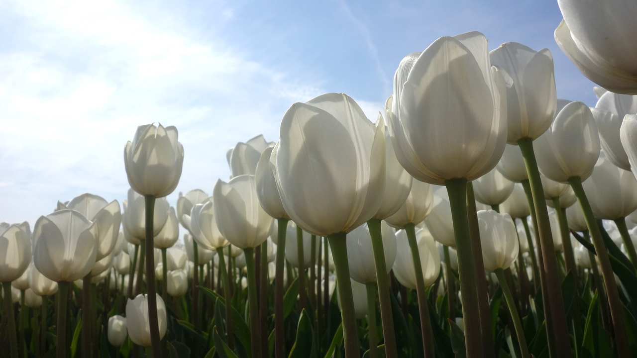 Tulpės, Balta, Tulpių Laukai, Nyderlandų Lemputė, Lemputė, Pavasaris, Holland, Žydėti, Svogūnėliai, Olandų Kraštovaizdis