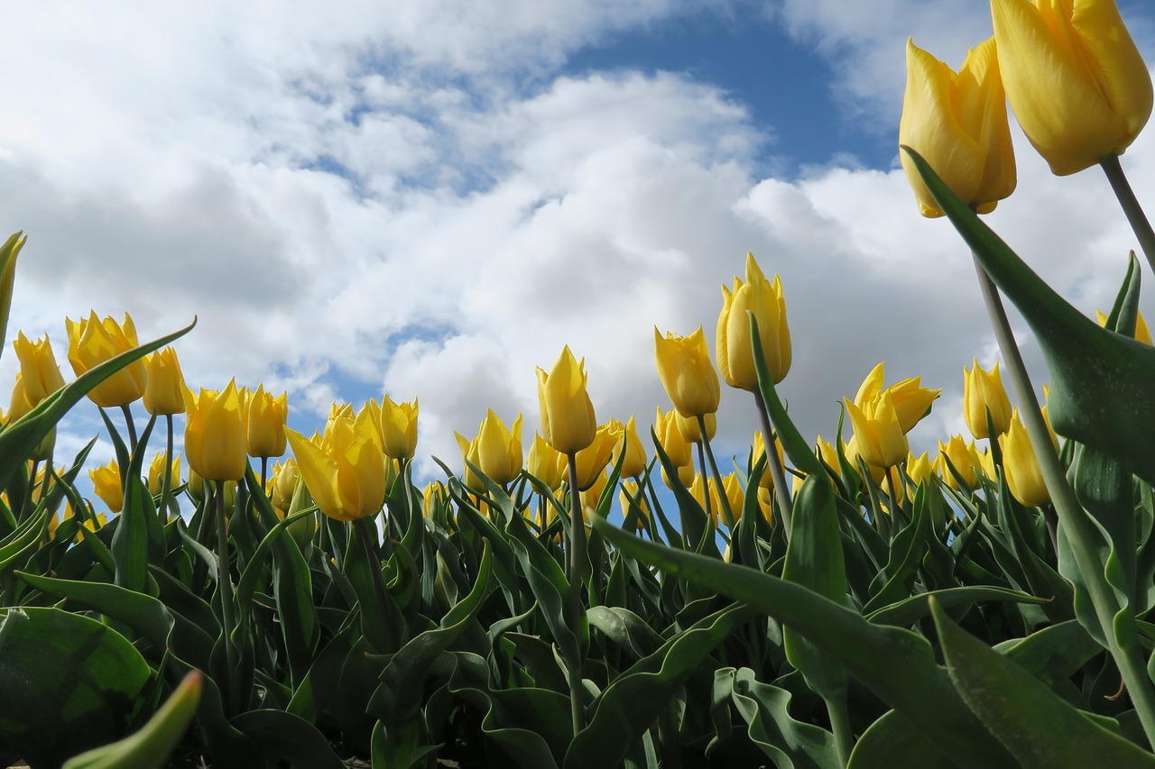 Tulpės, Geltona, Gamta, Pavasaris, Nyderlandai, Gėlė, Gėlės, Holland, Lemputės Laukai, Nyderlandų Lemputė