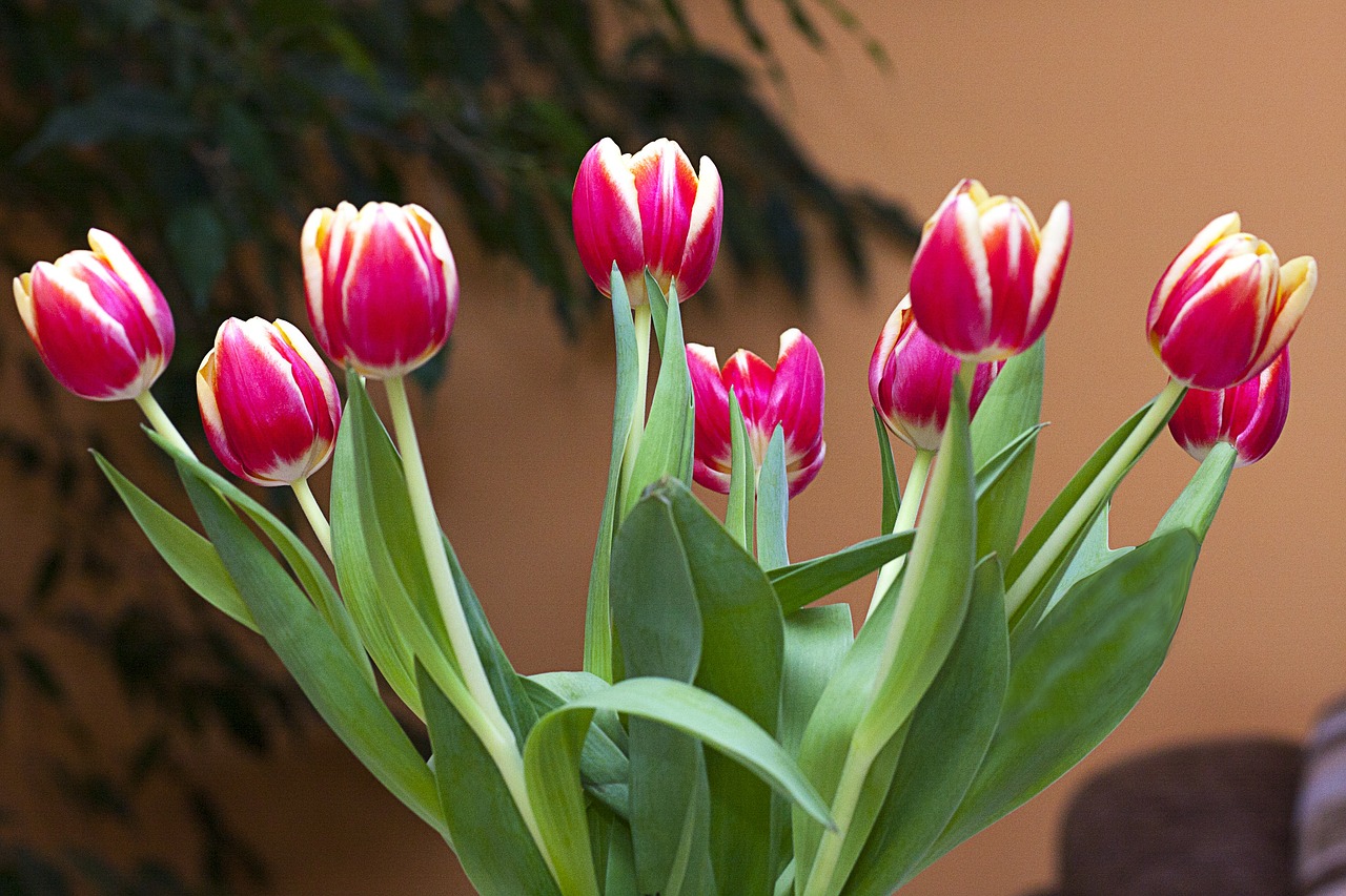 Tulpės, Gėlės, Subtilus, Spalvos, Grožis, Nemokamos Nuotraukos,  Nemokama Licenzija