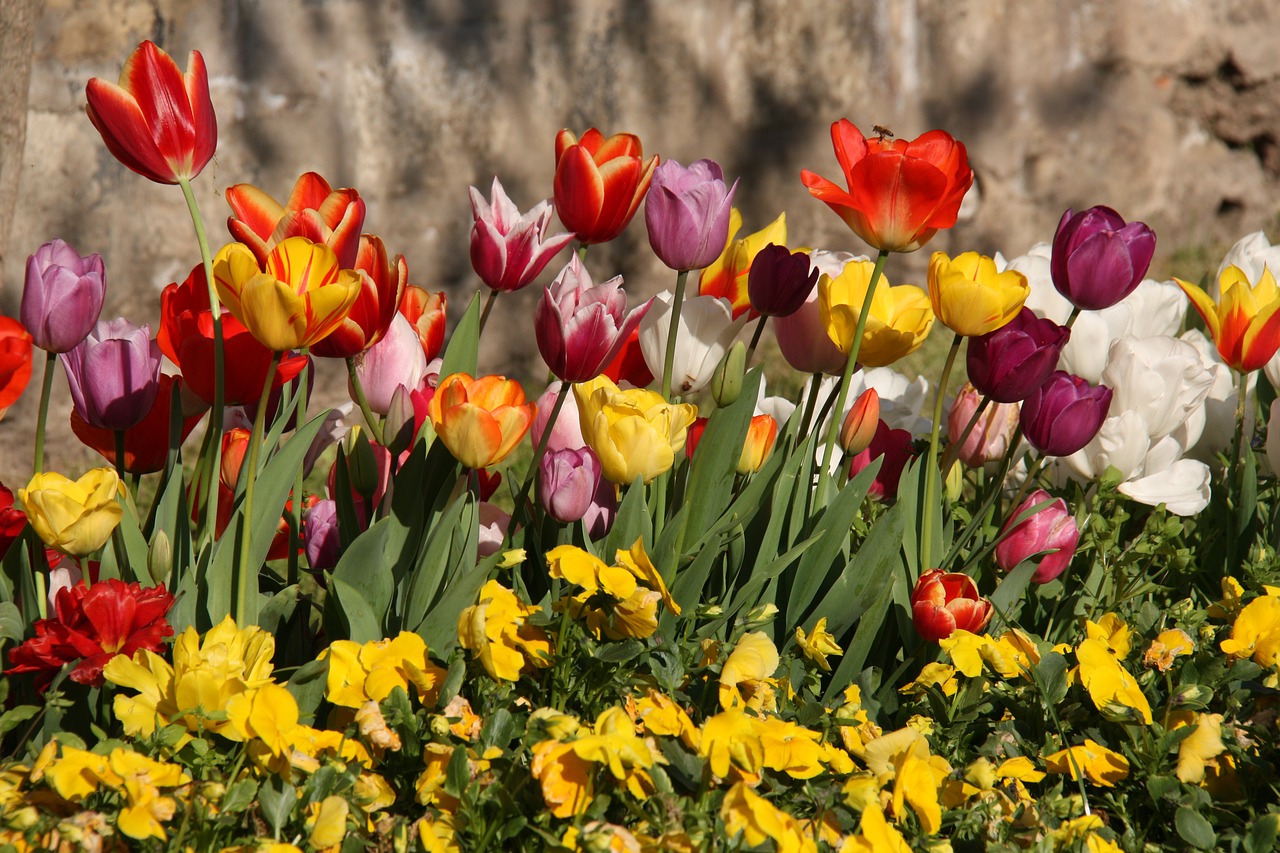 Tulpės, Pavasaris, Spalva, Augalas, Gamta, Ryški Spalva, Geltona Tulpė, Geltonos Tulpės, Raudonos Tulpės, Žiedai Su Tulpėmis