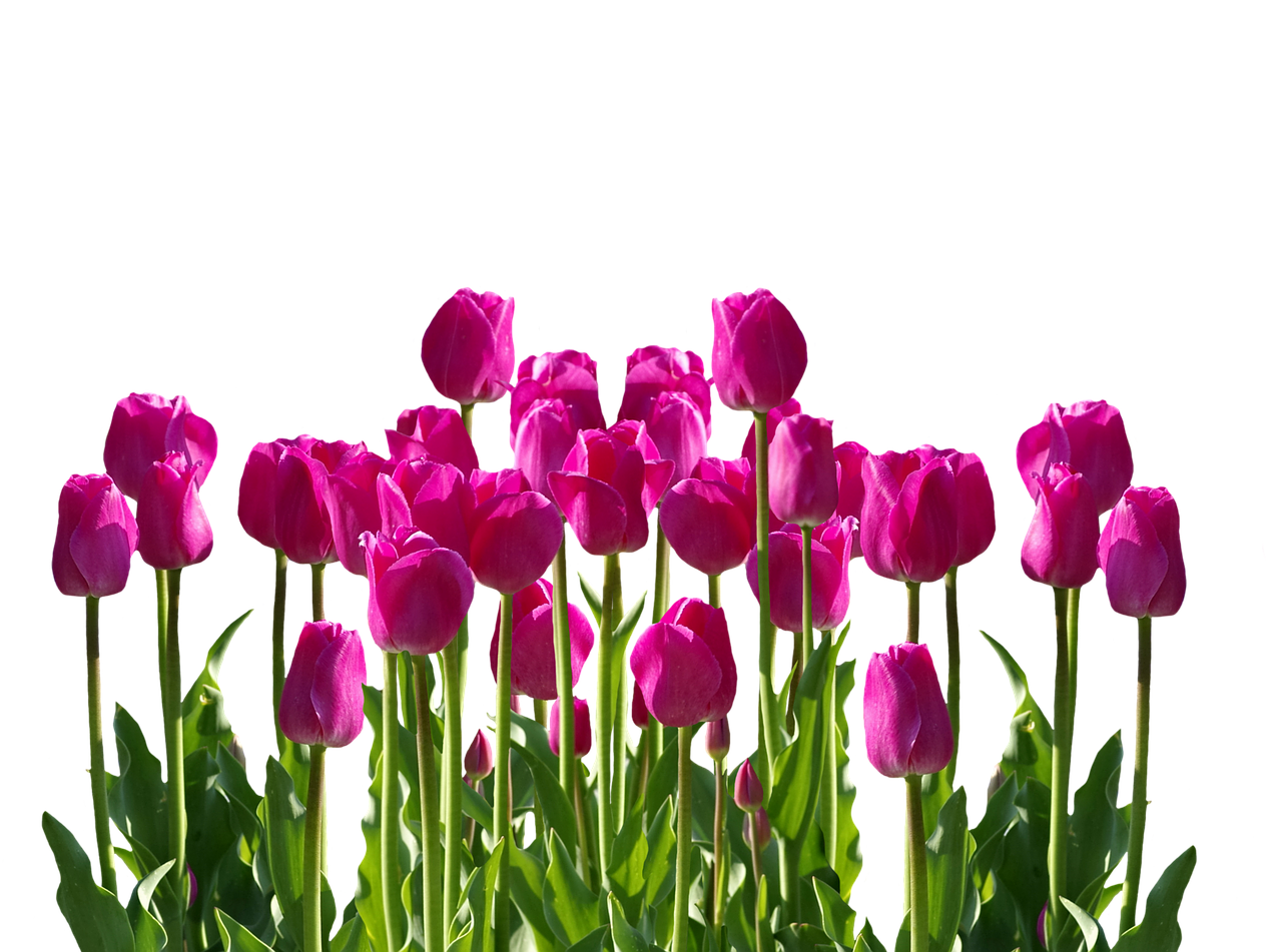 Tulpės, Pavasaris, Pavasario Gėlė, Skintos Gėlės, Gėlės, Rožinis, Spalvinga, Gamta, Nemokamos Nuotraukos,  Nemokama Licenzija