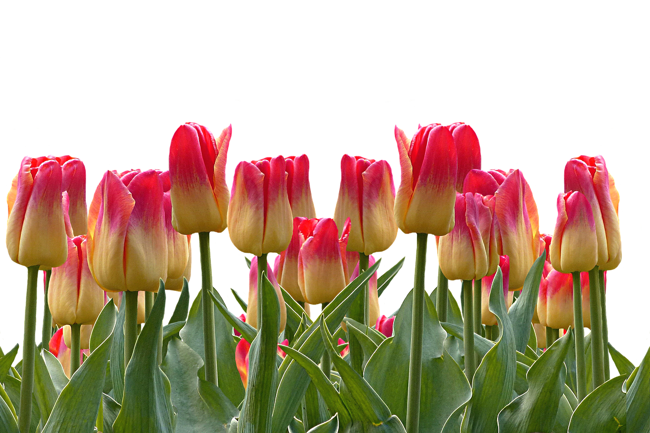 Tulpės, Pavasaris, Velykos, Gamta, Gėlės, Žiedas, Žydėti, Raudona, Flora, Augalas