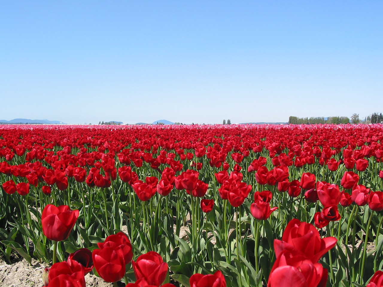 Tulpės, Laukas, Seattle, Gėlė, Raudona, Žydi, Nemokamos Nuotraukos,  Nemokama Licenzija