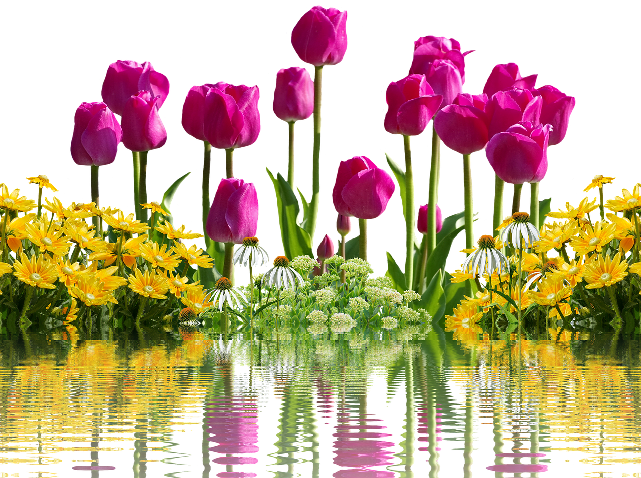 Tulpės, Gėlės, Pavasaris, Pavasario Gėlės, Izoliuotas, Geltona, Gamta, Tulpių Laukas, Tulpenbluete, Rožinis
