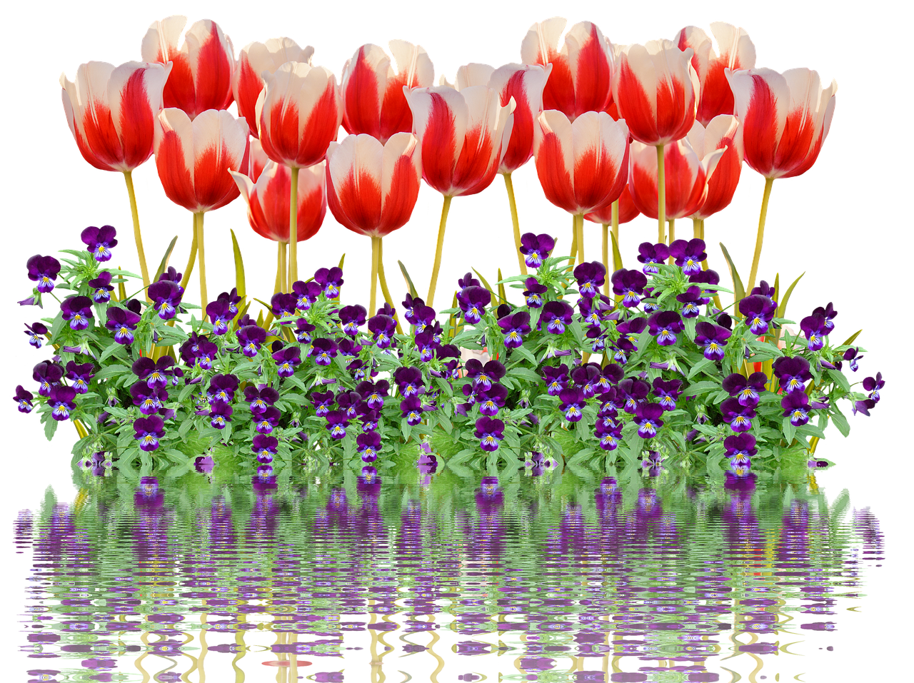 Tulpės, Pavasaris, Gamta, Gėlė, Gėlės, Raudona, Spalvinga, Tulpių Laukas, Augalas, Pavasario Gėlė