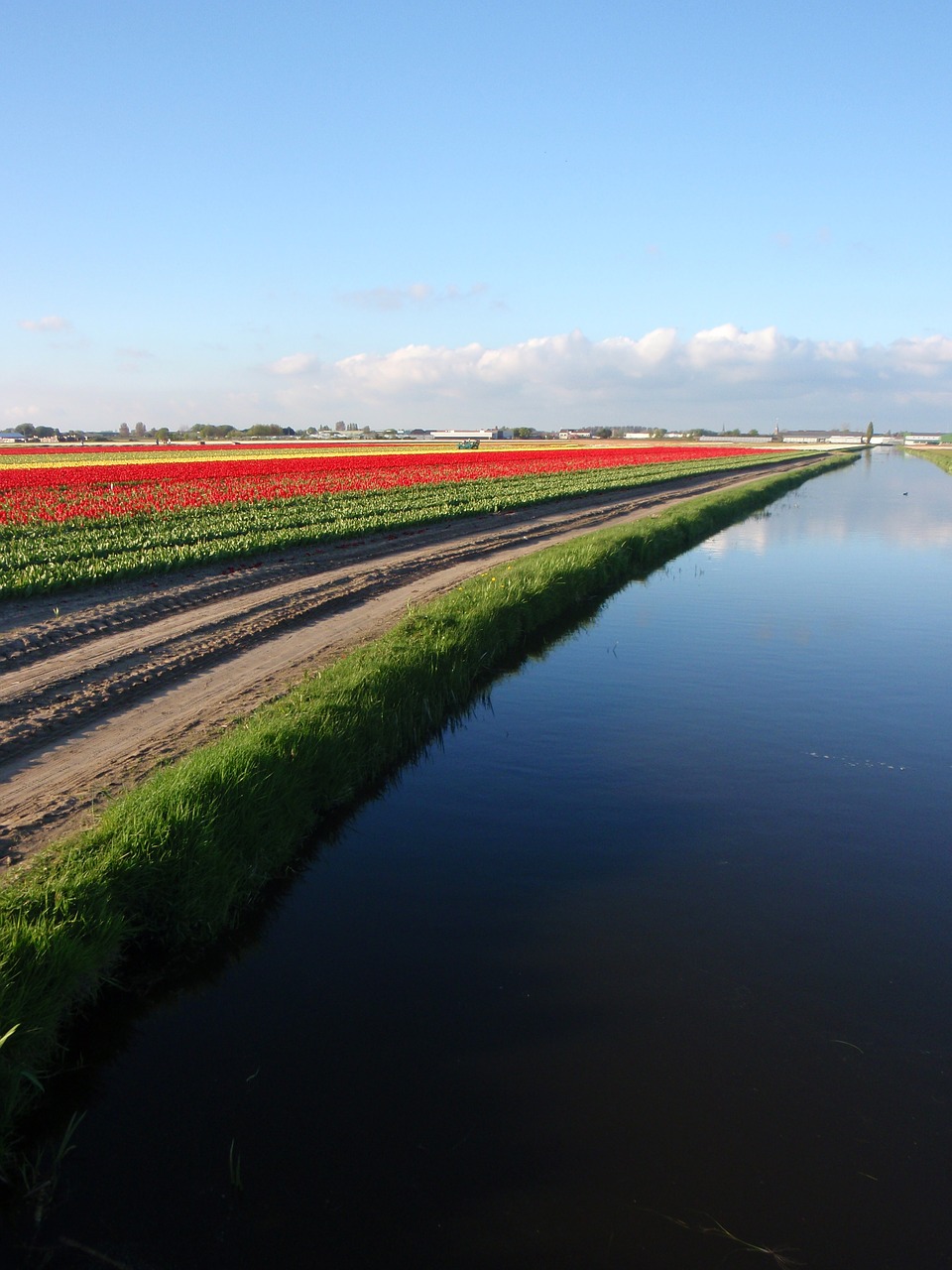 Tulpės, Gėlės, Netherlands, Gamta, Spalvinga, Žiedas, Pavasaris, Gėlių, Nemokamos Nuotraukos,  Nemokama Licenzija