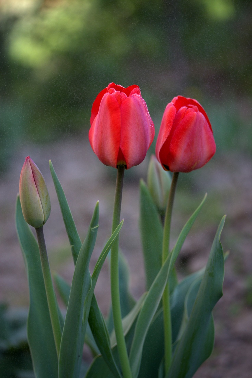 Tulpės, Raudona, Lietus, Reikmenys, Gėlės, Nemokamos Nuotraukos,  Nemokama Licenzija