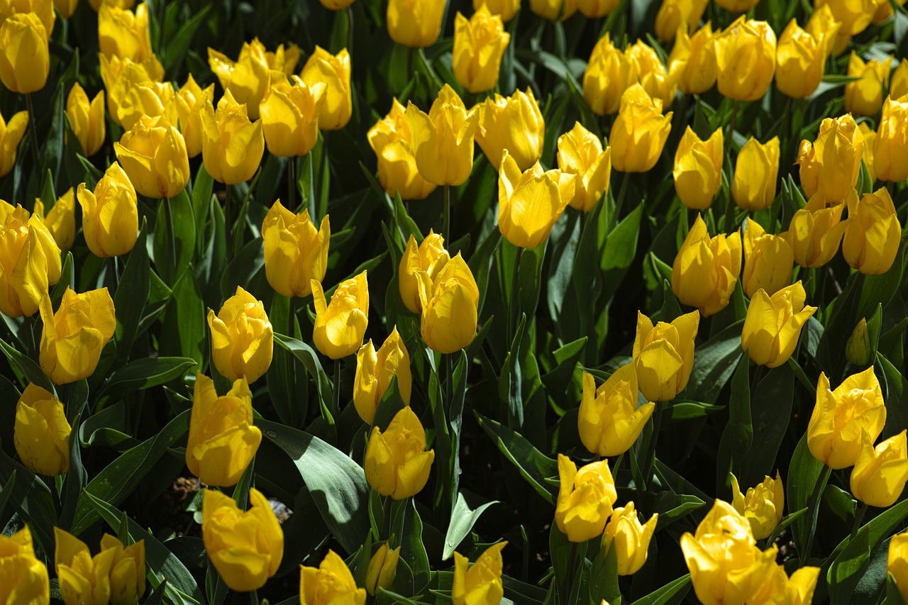 Tulpės, Geltona, Gamta, Geltona Tulpė, Augalas, Ryški Spalva, Gėlė, Makro, Gėlės, Pavasaris