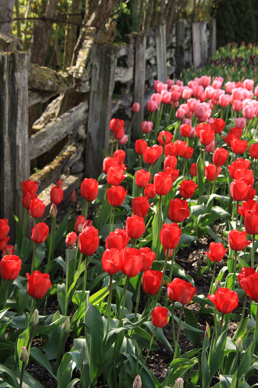 Tulpės, Tvora, Gėlės, Vašingtono Valstija, Tulpių Festivalis, Nemokamos Nuotraukos,  Nemokama Licenzija