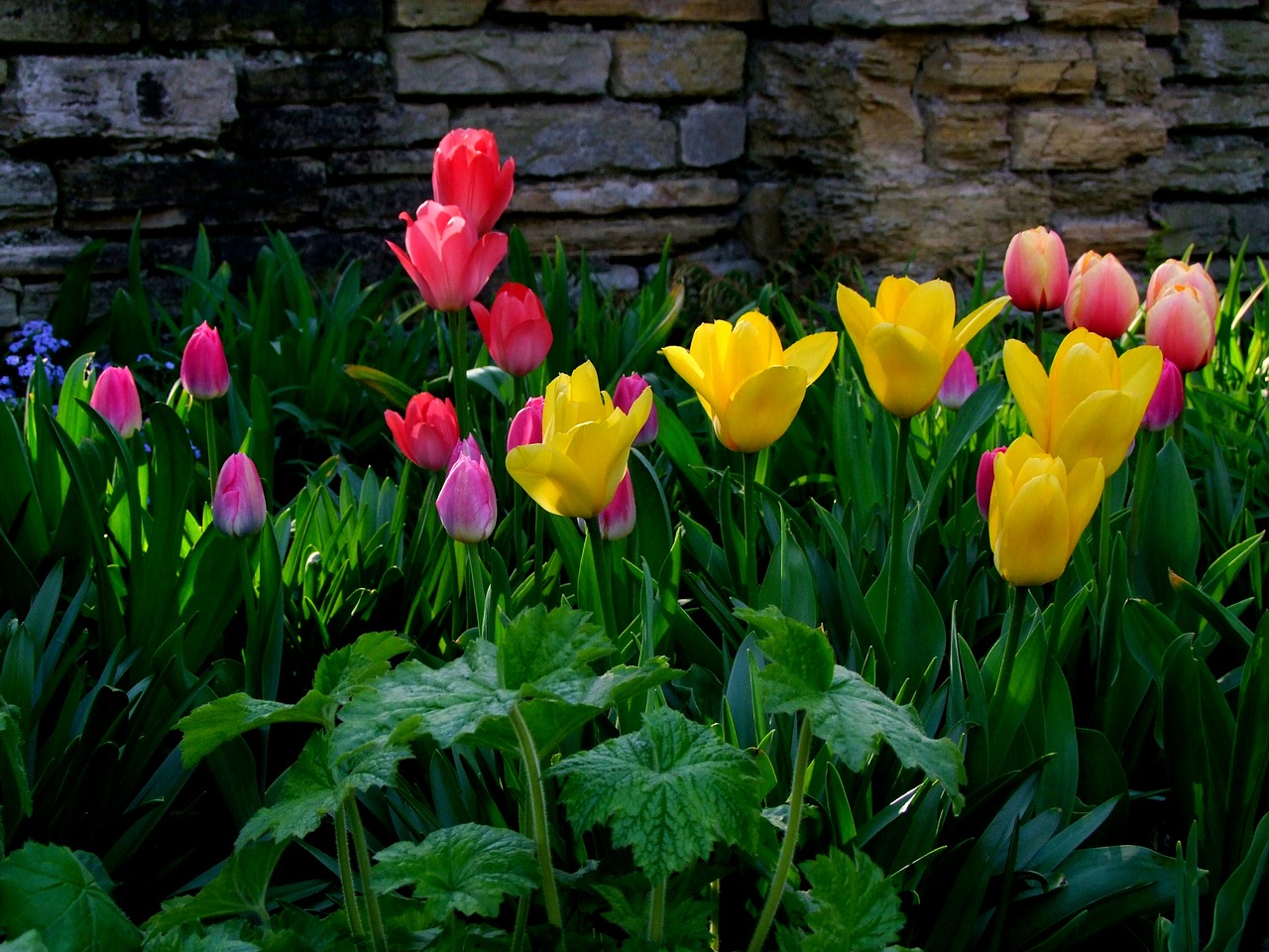 Tulpės, Gėlės, Tulpių Jūra, Gėlių Jūra, Blütenmeer, Geltona, Pavasaris, Balandis, North Park, Diuseldorfas