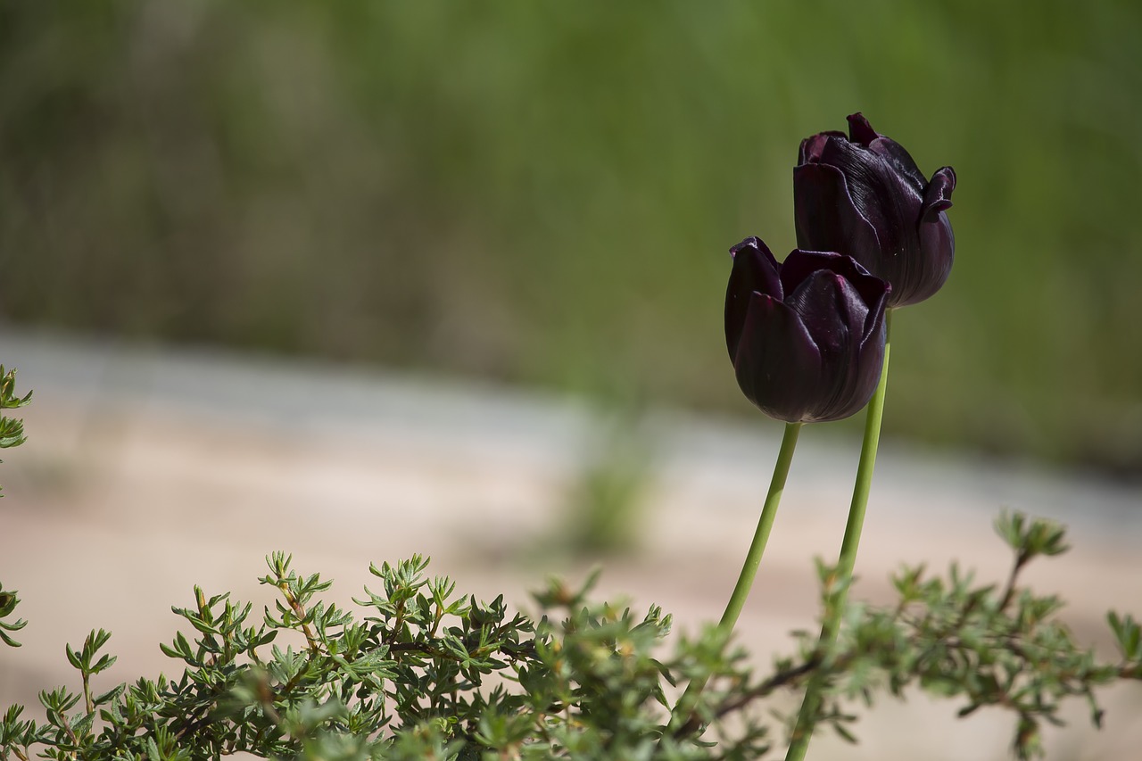 Tulpės, Juoda, Tamsi, Pavasaris, Schnittblume, Tulpine Gėlė, Violetinė, Violetinės Tulpes, Augalas, Flora