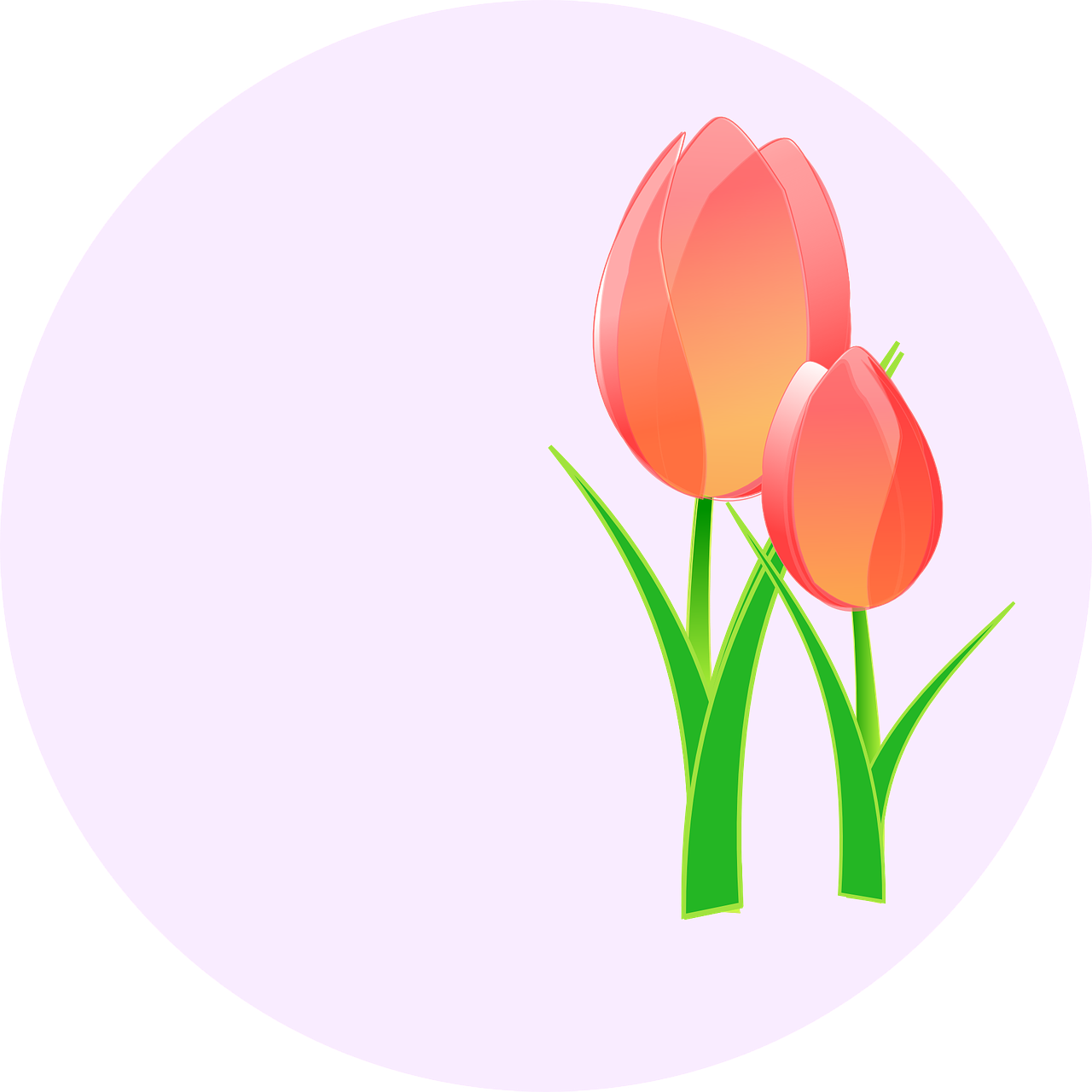 Tulpės, Gėlė, Rožinis, Tulpė, Palaima, Lengvesnė Nuotaika, Svogūnas, Tulip-Manija, Tulpių Festivalis, Nemokama Vektorinė Grafika