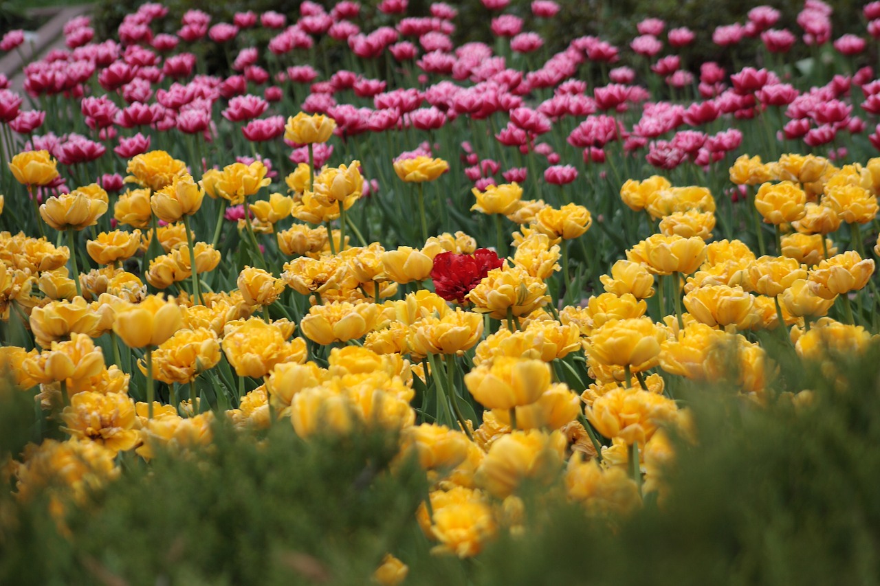 Tulpės, Geliu Lova, Šviesus, Gėlė, Gamta, Augalas, Žalumos, Geltonos Tulpės, Raudonos Tulpės, Gėlės