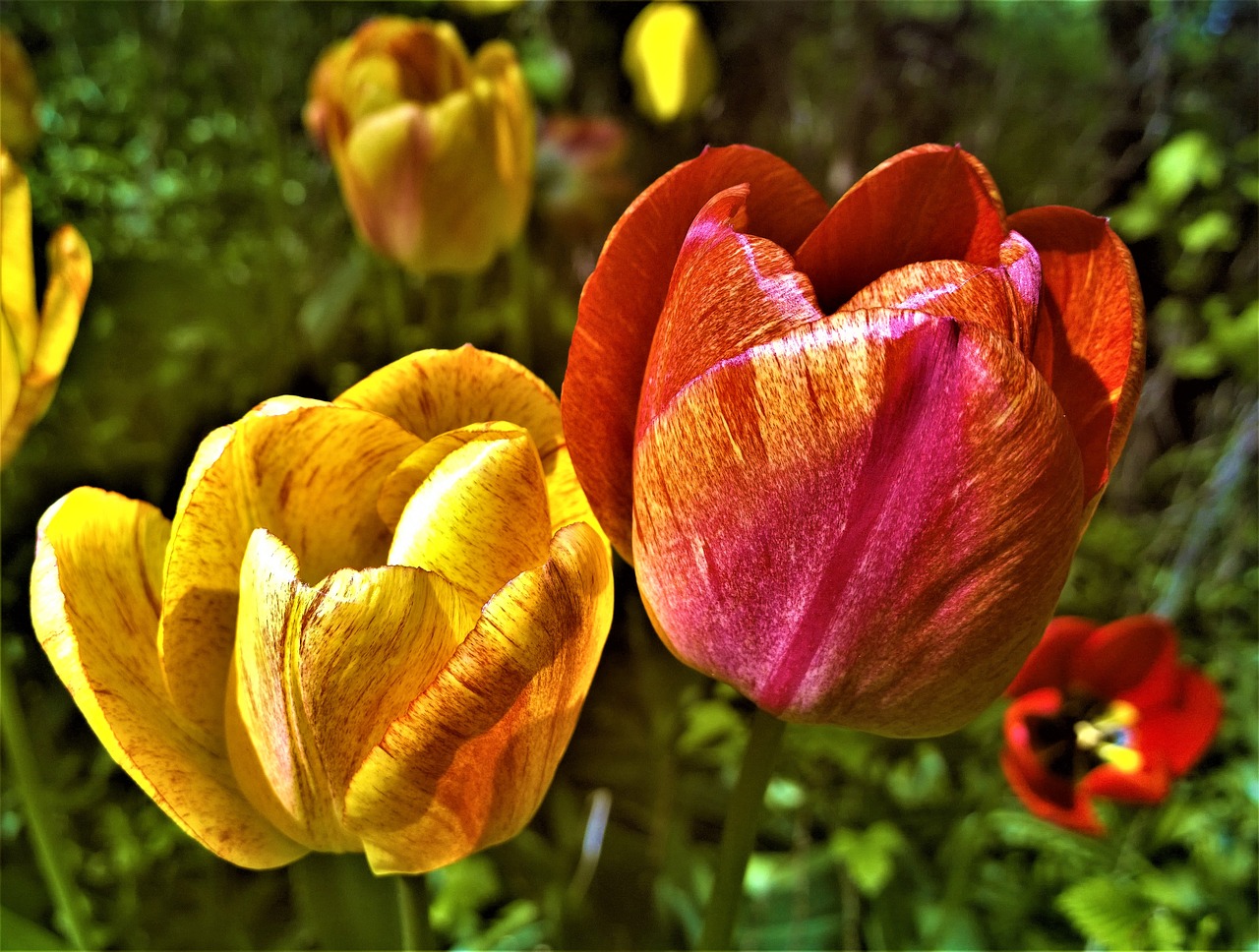 Tulpės, Gėlės, Sodas, Spalvinga, Pavasaris, Augalas, Gėlė, Tulpė, Geltona, Raudona Tulpė