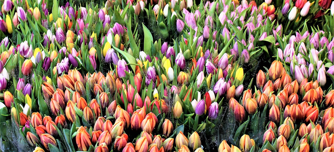 Tulpės, Gėlės, Gėlių Puokštė, Tulpė, Puokštė, Pavasaris, Gėlė, Spalvinga, Gėlių Rinka, Blomsterförsäljning