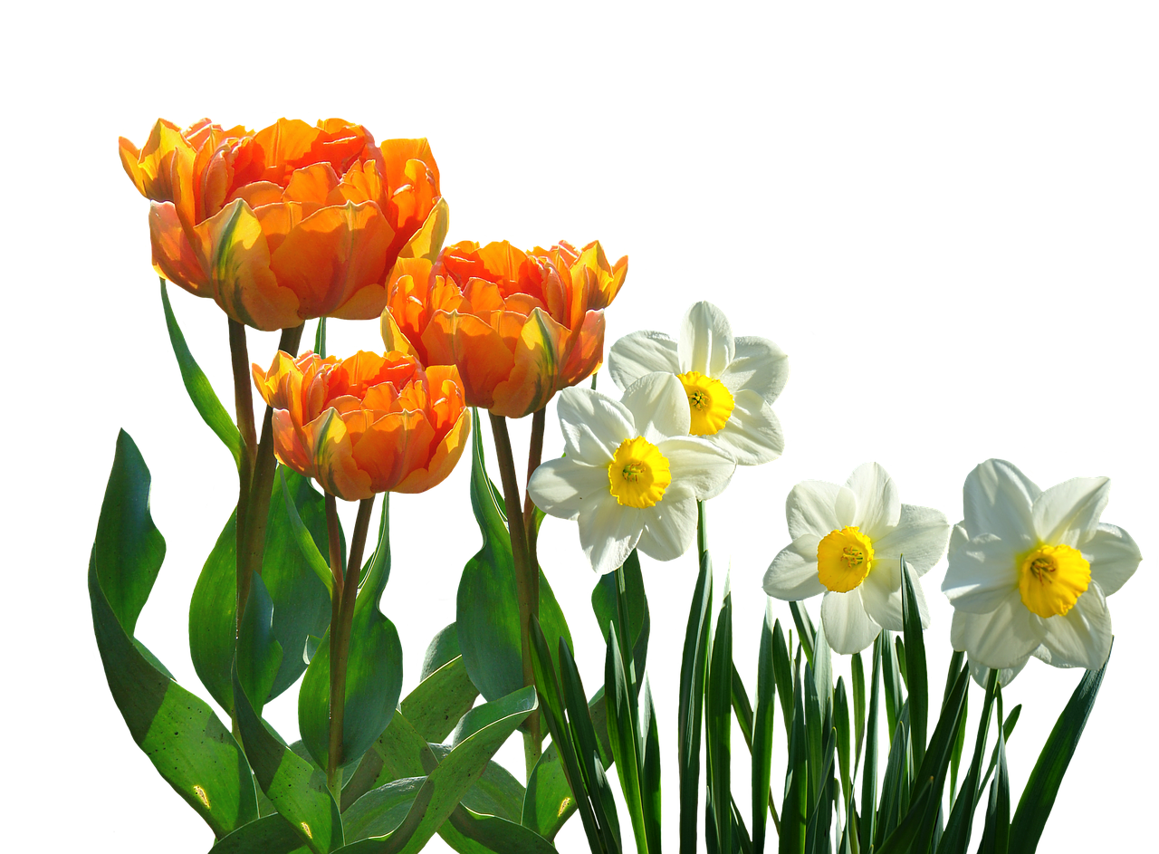 Tulpės, Pavasaris, Narcizai, Osterglocken, Velykos, Pavasario Gėlė, Gamta, Gėlės, Augalas, Sodas