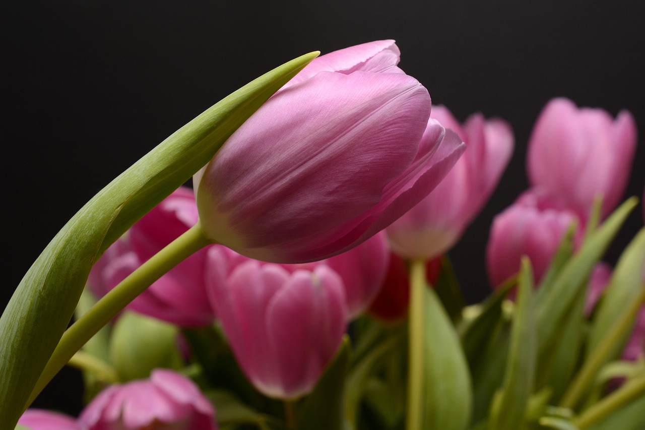 Tulpės, Gėlės, Lapai, Gėlė, Pavasaris, Uždaryti, Gamta, Pavasario Gėlės, Violetinė, Frühlingsanfang