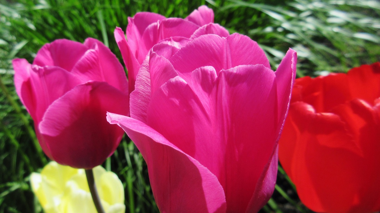 Tulpės, Gamta, Gėlė, Flora, Sodas, Pavasaris, Nemokamos Nuotraukos,  Nemokama Licenzija