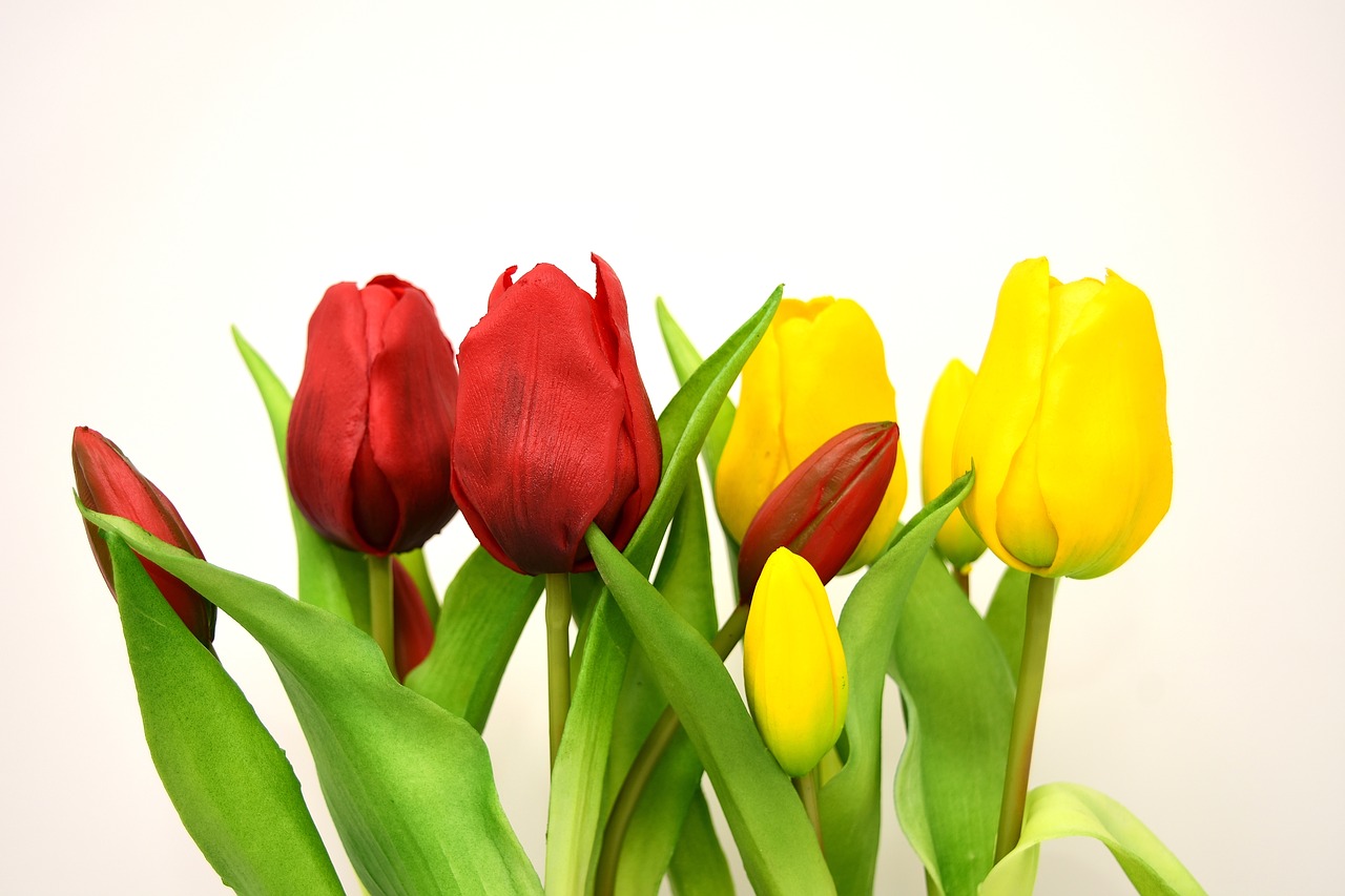 Tulpės, Gėlės, Dirbtinis, Pavasaris, Raudona, Geltona, Nemokamos Nuotraukos,  Nemokama Licenzija