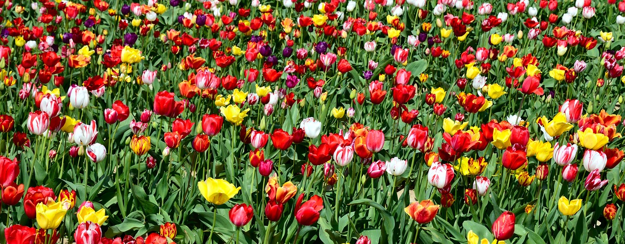 Tulpės, Tulpių Laukas, Tulpenbluete, Gėlės, Gamta, Spalvinga, Pavasaris, Gėlė, Nemokamos Nuotraukos,  Nemokama Licenzija
