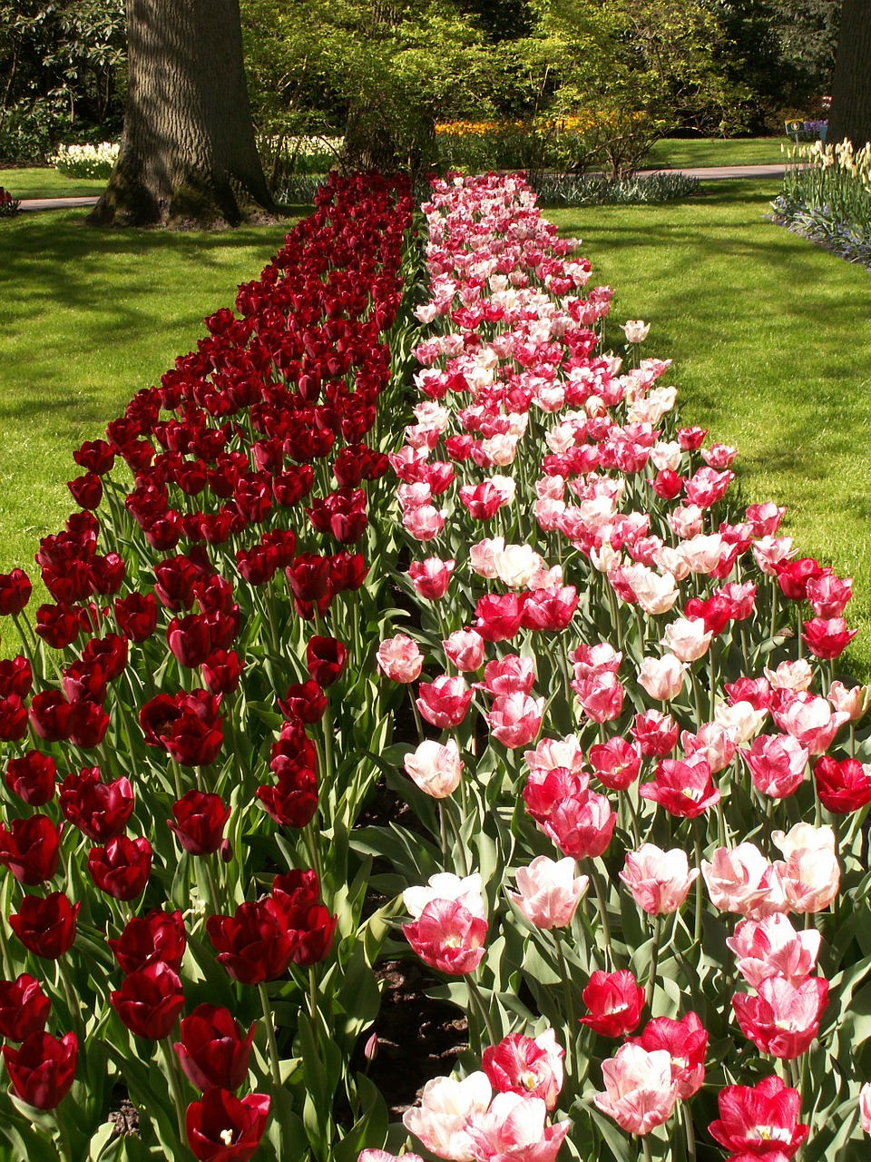 Tulpės, Gėlės, Rožinis, Raudona, Holland, Keukenhof, Nemokamos Nuotraukos,  Nemokama Licenzija
