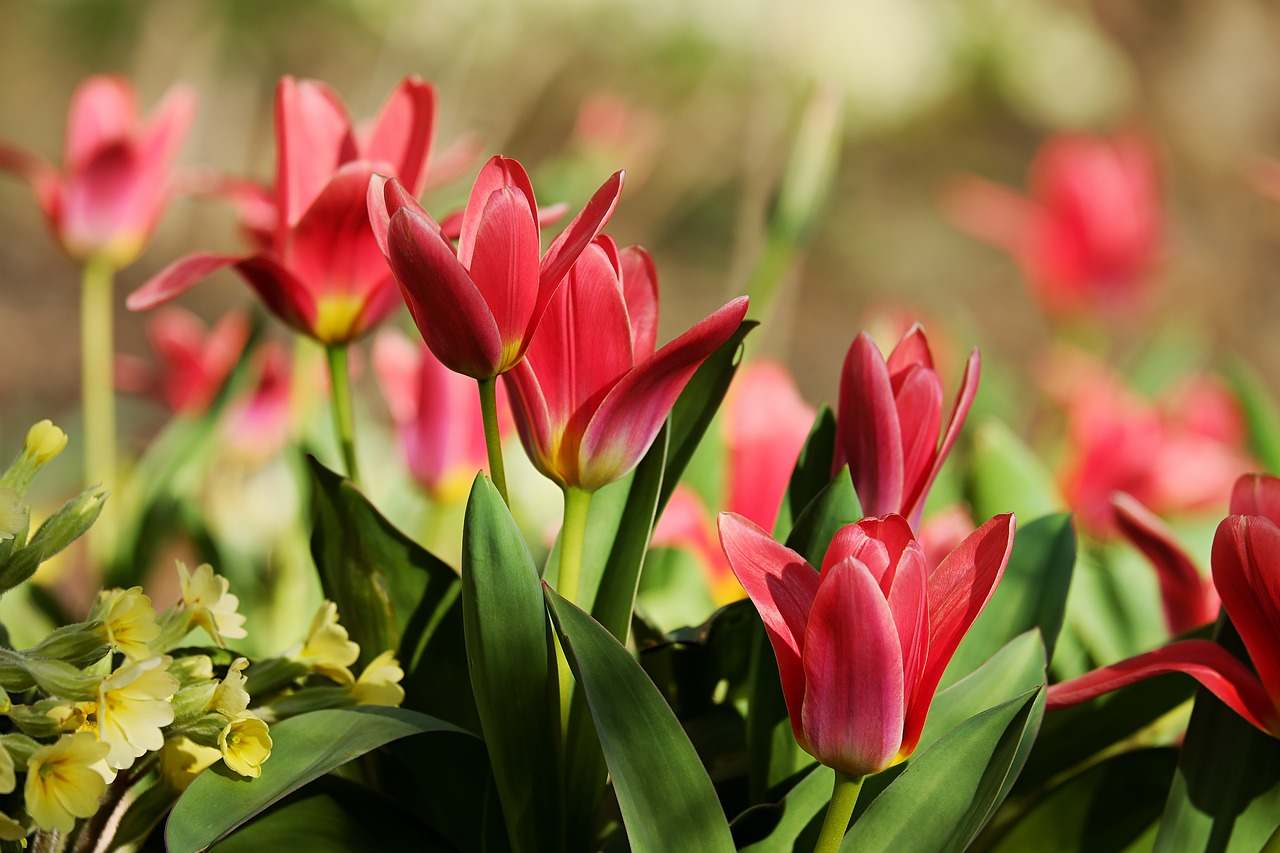 Tulpės,  Raudona,  Gėlės,  Pavasaris,  Uždaryti,  Spalvinga,  Spalva,  Tulipa,  Lelija,  Liliaceae