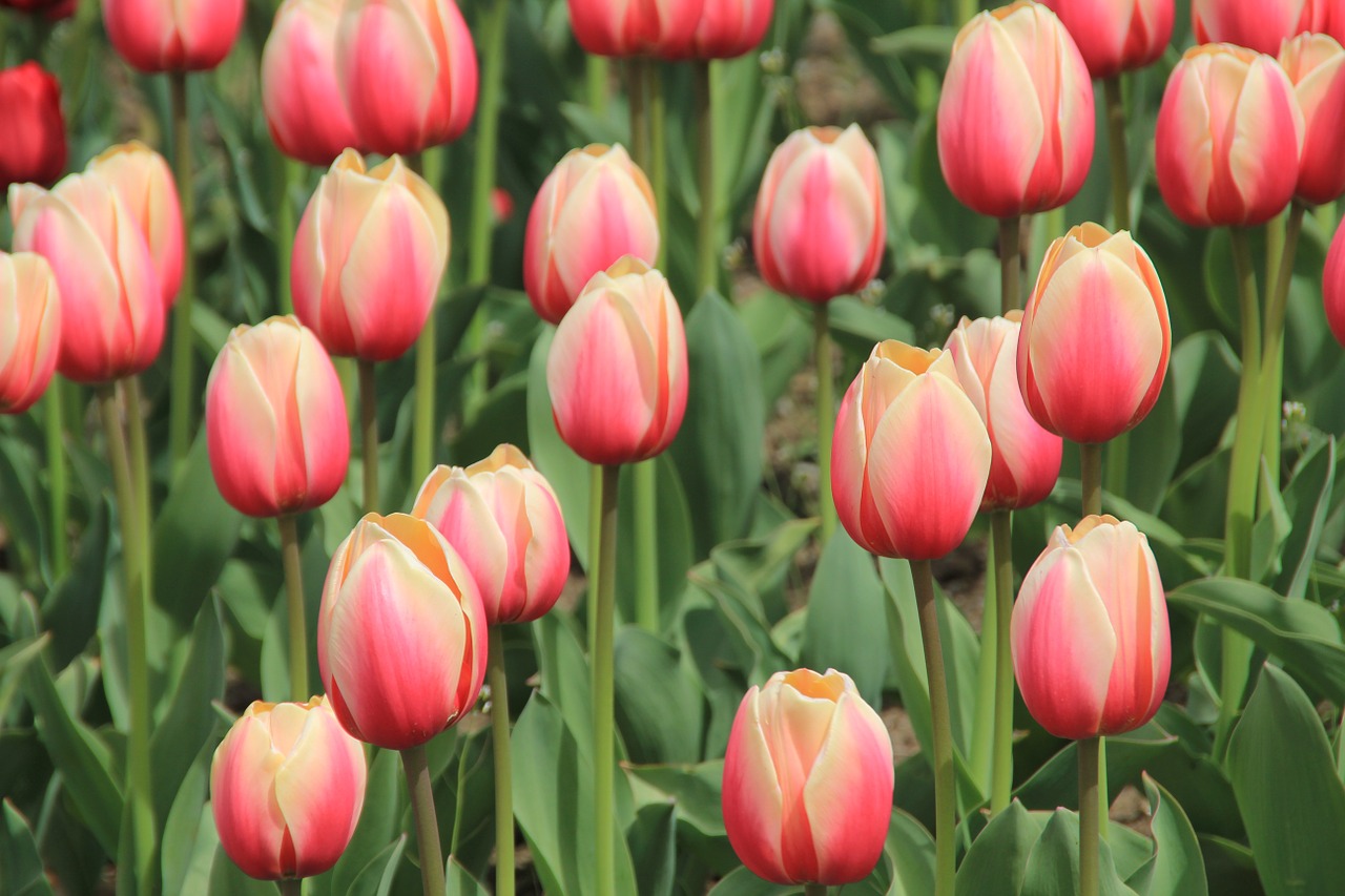 Tulpės, Tulpių Laukai, Holland, Gėlė, Gamta, Gėlės, Žydėti, Rožinis, Raudona, Žiedas