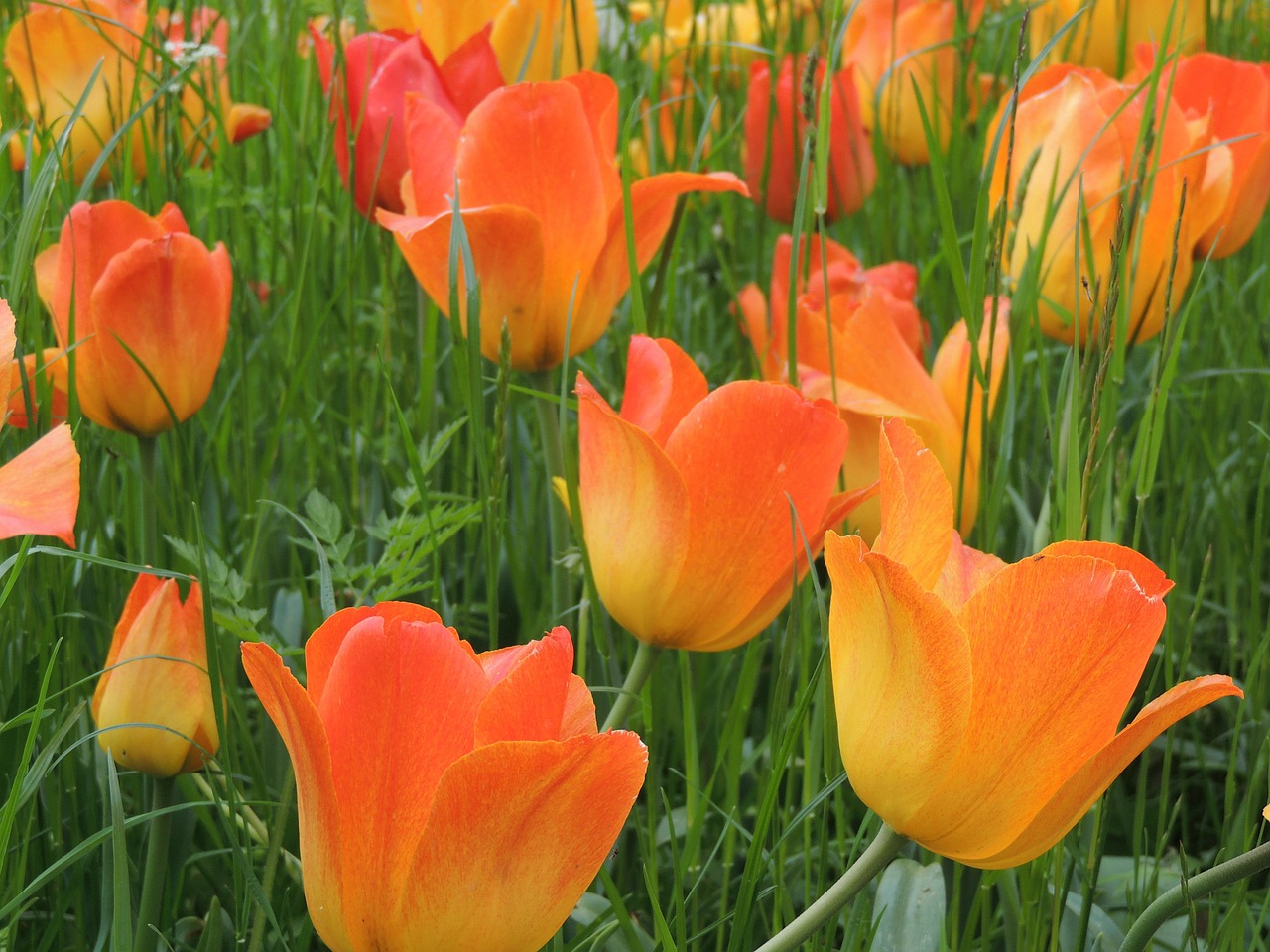 Tulpės, Gėlės, Oranžinė, Raudona, Ugnis Oranžinė, Gėlė, Flora, Spalva, Gamta, Augalas