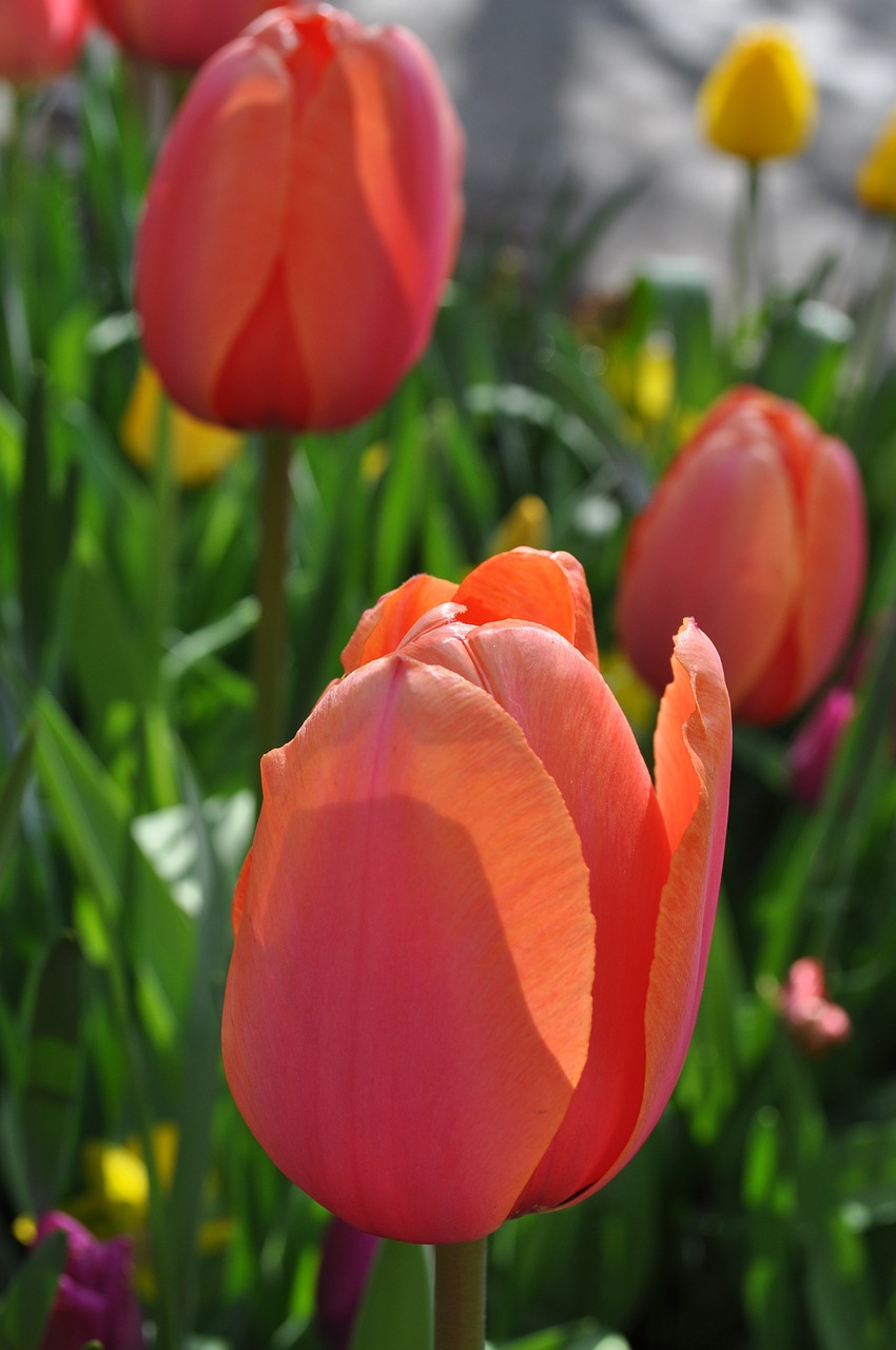 Tulpės, Gėlės, Tulpė, Gėlė, Daugiametis, Holland, Pavasaris, Gamta, Raudona, Pavasario Žiedas