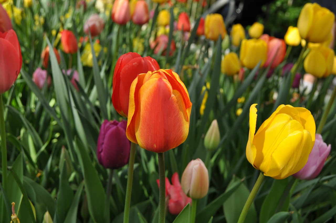 Tulpės, Gėlės, Tulpė, Gėlė, Daugiametis, Holland, Pavasaris, Gamta, Raudona, Pavasario Žiedas