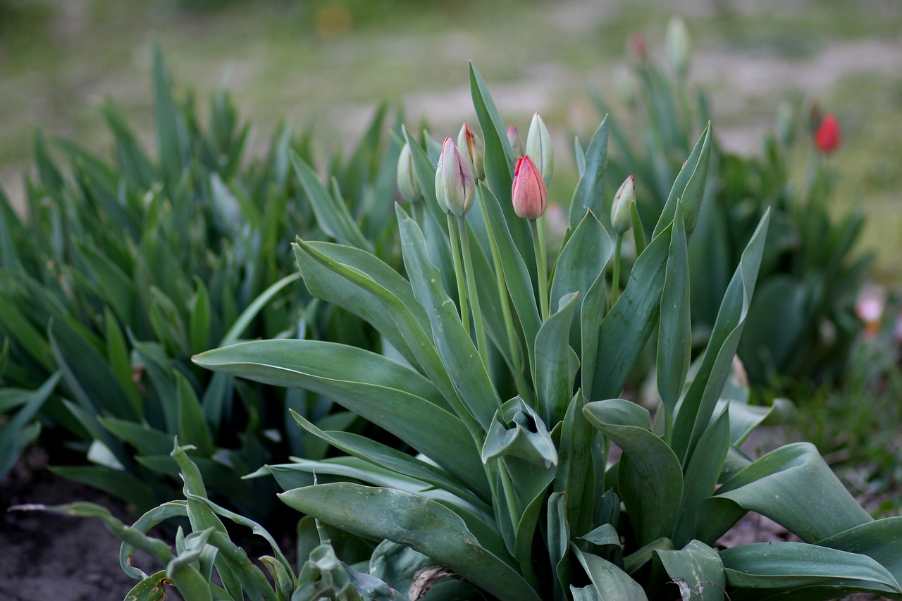 Tulpės,  Pirmakursis,  Raudona,  Augalų,  Gėlė,  Pavasaris, Nemokamos Nuotraukos,  Nemokama Licenzija