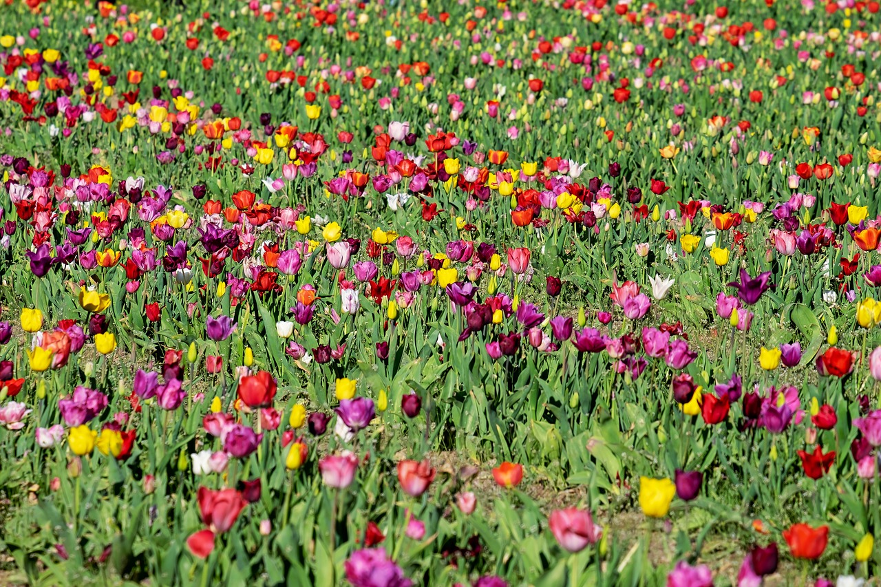 Tulpės,  Laukas,  Tulpė Srityje,  Gėlė,  Augalų,  Žiedas,  Žydi,  Pavasaris,  Sodo Puodeliai,  Pobūdį