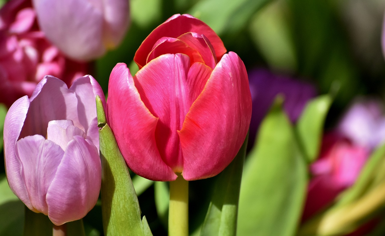 Tulpės,  Gėlės,  Spalvinga,  Spyruokliniai Žiedai,  Pavasaris,  Violetinė,  Tulpė Srityje,  Tulpenbluete,  Rožinis,  Žydi